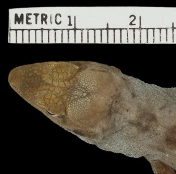 Media type: image;   Herpetology R-131876 Aspect: head dorsal